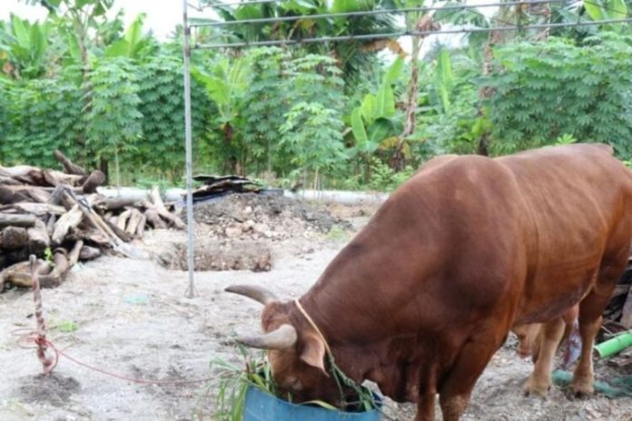 Gubernur Sultra menyalurkan hewan kurban Sapi