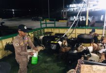 Tak Punya Dokumen, Puluhan Kambing dari NTT Ditolak Masuk Sultra