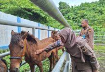 Tak Punya Sertifikat Kesehatan Karantina, Komoditas Pertanian Asal Siwa Ditahan