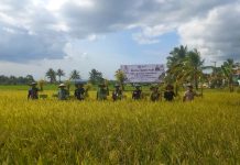 Pj Wali Kota Kendari Hadiri Pesta Panen Padi Sawah di Kawasan Amohalo