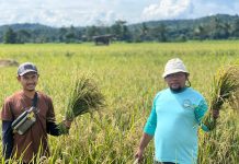 Berkat Program SRI Organik, Hasil Panen Binaan PT Vale di Desa Lamedai Melimpah