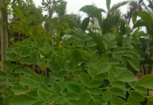 Selain Jadi Sayuran, Ternyata Kelor Bermanfaat Dalam Tubuh Loh, Simak Manfaatnya