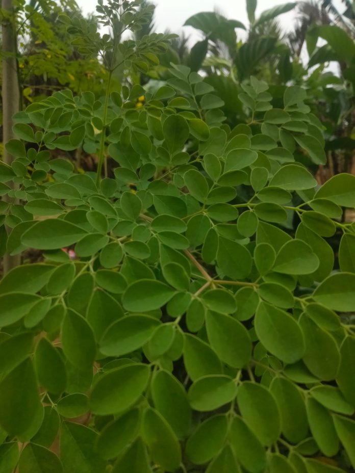 Tanaman Pohon Kelor.