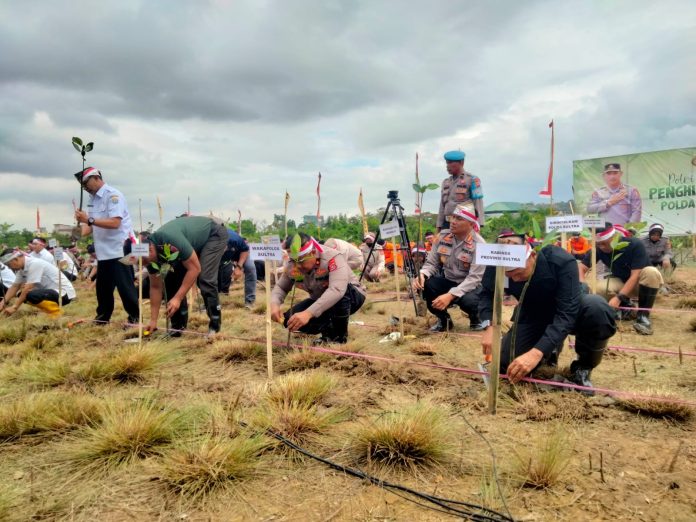 Proses Penanaman Bibit Pohon Mangrove