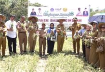 Pemkot Kendari Panen Perdana Hasil Kelompok Tani Kelurahan Labibia