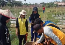 Aksi Tanam 2,7 Juta Bibit Holtikultura di Konawe, Kini Buahkan Panen Luar Biasa