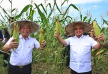 Kunker di Konawe, Pj Gubernur Sultra Panen Raya Tanaman Hortikultura dan Produktif