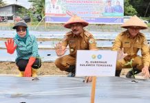 HKG PKK ke-52 Tahun, Pemprov bersama Pj Ketua PKK Sultra Lakukan Penanaman Cabe Serentak