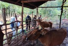 Jelang Idul Adha 1445 H, Stok Hewan Kurban Sultra Mencukupi