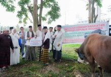 Ketua DPRD dan Sekda Sultra Serahkan Sapi Kurban Presiden RI