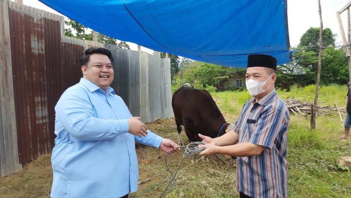 Si Gemoy nya Kendari, Yudhianto Mahardika kurban 13 Ekor Sapi. Selasa 18 Juni 2024.
