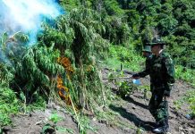 Jelang HUT Ke-79 RI, BNN Musnahkan Lahan Ganja 2 Hektar