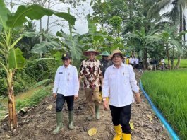 Sekda Sultra Dampingi Kementerian Pertanian Monitoring PAT dan Pompanisasi di Kolaka Timur