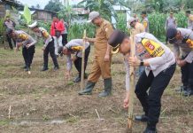 Polres Baubau Gelar Penanaman Jagung Serentak 1 Juta Hektare untuk Dukung Ketahanan Pangan Nasional