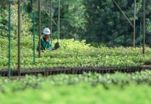 Raih Penghargaan Bergengsi, PT Vale Indonesia Tegaskan Komitmen Keberlanjutan