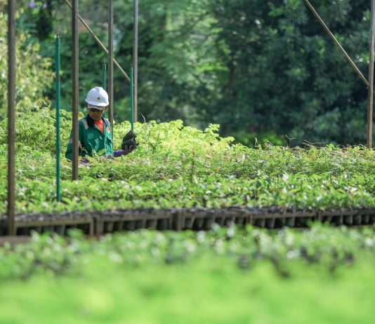 Raih Penghargaan Bergengsi, PT Vale Indonesia Tegaskan Komitmen Keberlanjutan