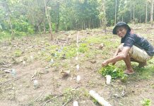 Pemuda Desa Laiba Garap 5 Hektar Lahan untuk Budidaya Nilam, Peluang Baru Ekonomi Lokal