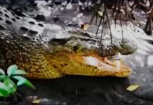 Sara Diterkam Buaya saat Cari Kerang di Sungai Roraya