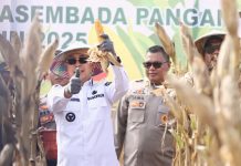 Gubernur ASR Hadiri Panen Raya Jagung Serentak di Konsel: Tegaskan Komitmen Wujudkan Kemandirian Pangan Daerah