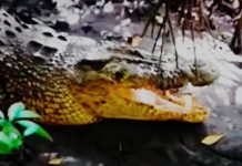 Remaja di Konawe Selatan Diterkam Buaya